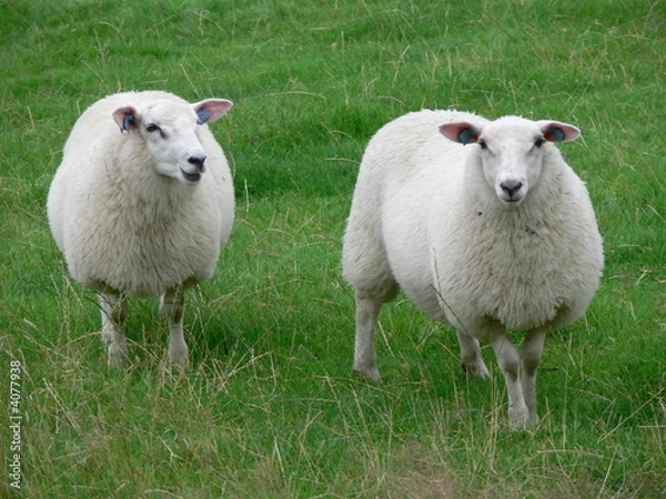 Fototapeta Schafe
