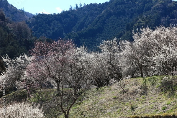 Fototapeta 東京の高尾山の周辺には、梅並木や梅園が多くあり、これを総称して高尾梅郷と呼ばれています。