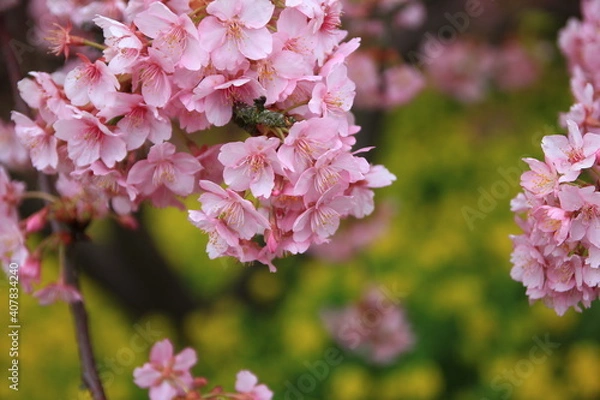 Obraz 神奈川県松田市にある西平畑公園は、2月になると河津桜が咲き乱れ、山一面をピンク色に染めます。菜の花の黄色とのコントラストも鮮やかです。
