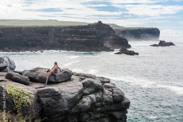 Fototapeta Galapagos Islands panorama. Galapagos marine iguana resting on rocky beach and looking away. Romantic mood. Exotic animals of Galapagos Islands. Ecuador. Pacific ocean.