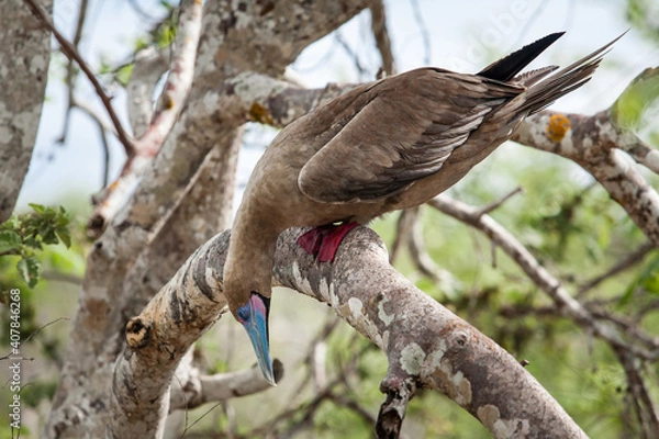 Fototapeta Red-footed booby (Sula sula) sleeping on the tree branch, Genovesa Island, Galapagos Islands, Ecuador