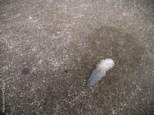 Fototapeta 羽根　羽　落し物　コンクリート