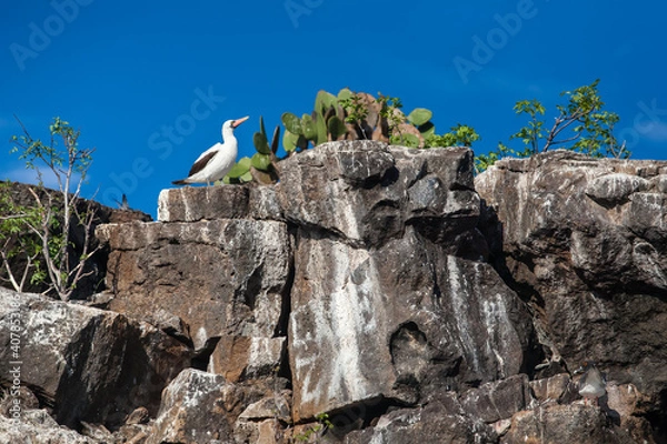 Fototapeta Nazca booby (Sula granti) on the rocks of Prince Phillip's Steps on Genovesa Island, Galapagos Islands, Ecuador  