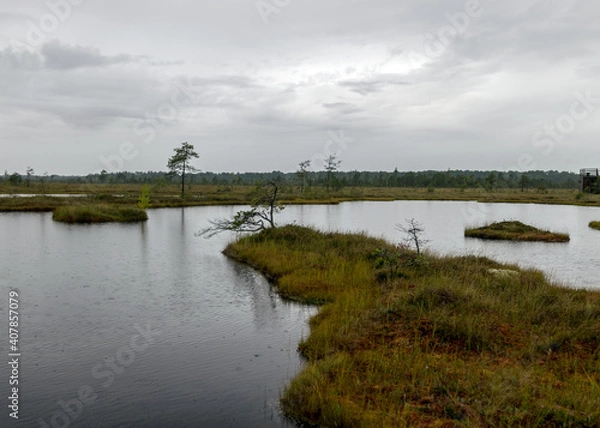 Fototapeta rainy day, rainy background, traditional bog landscape, bog lake in the rain, swamp grass and moss, small bog pines during rain, swamp in autumn