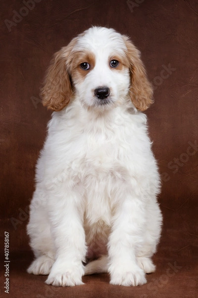 Obraz Goldendoodle