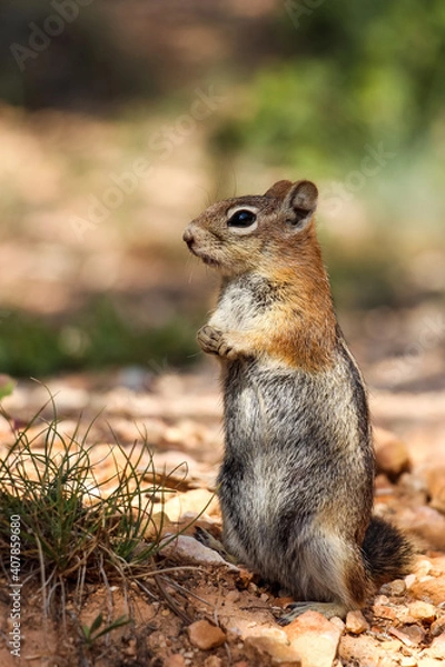 Obraz Chipmunk in Bryce Canyon