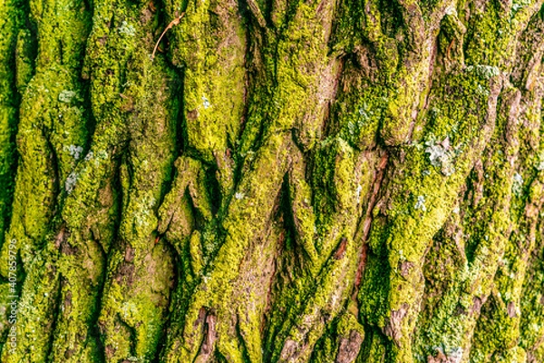 Obraz Tree covered bright green moss lichen bark in rainforest, texture