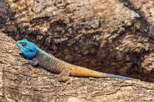 Obraz Colorfull lizard