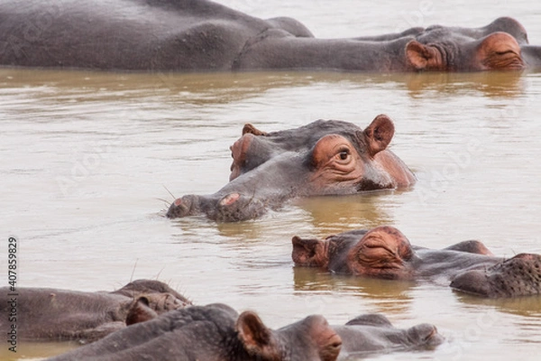 Fototapeta Hippo is watching you