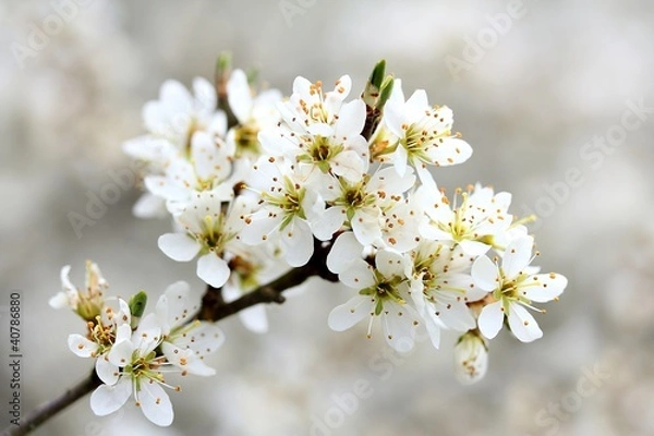 Fototapeta Blühender Schlehdorn