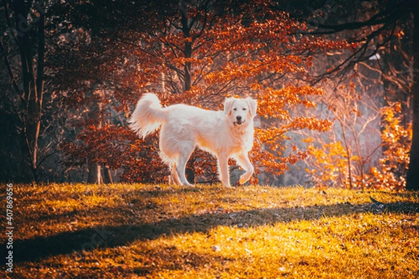 Obraz golden retriever running