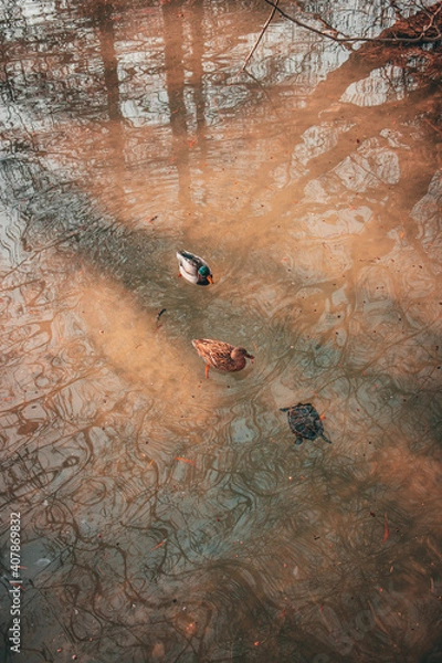 Obraz river in autumn