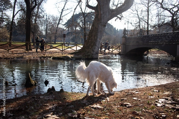 Obraz sheep in the river