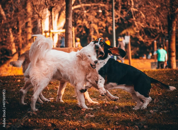 Obraz jack russell terrier