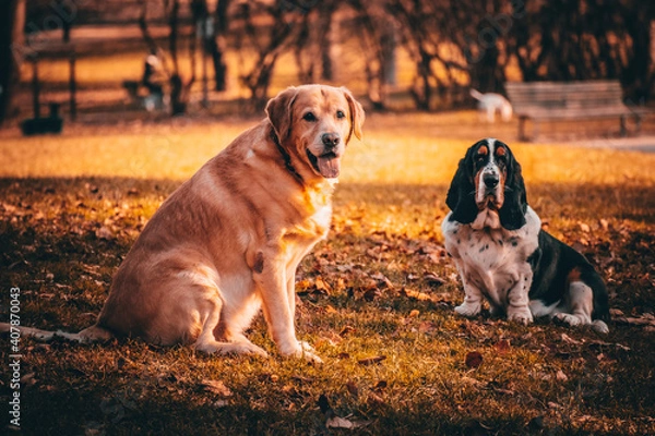 Obraz dog in the park
