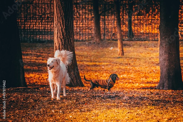 Obraz jack russell terrier