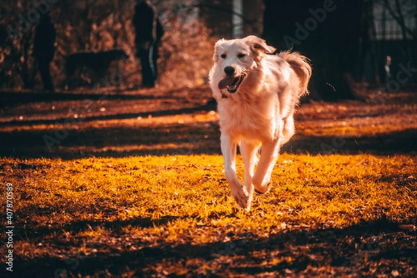 Obraz golden retriever running