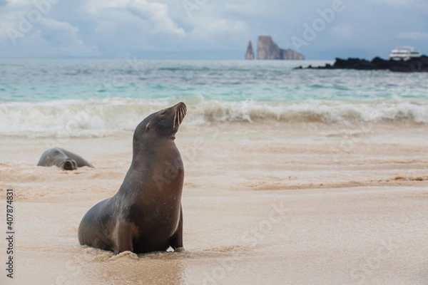 Fototapeta Galapagos Islands. Ecuador. Galapagos sea lion on the beach of San Cristobal Island with Leon Dormido at the background. Beaches of Galapagos Islands.