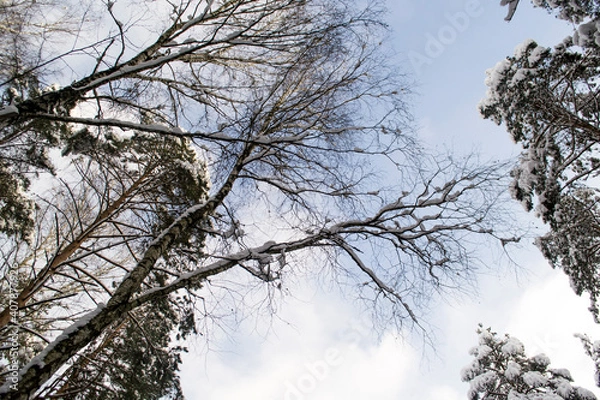 Obraz Brich Branchs Against the Blue Sky.