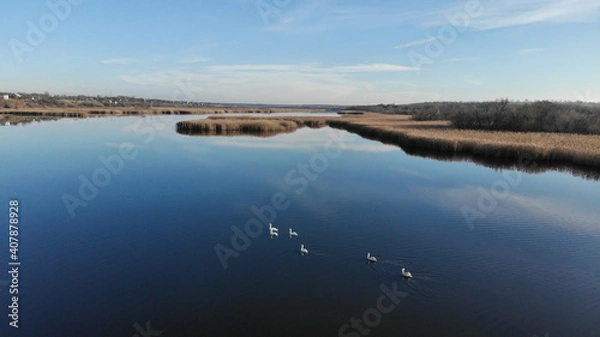 Fototapeta The estuary of a river with blue water. On the bank and in the middle of the river there are dry grass and reeds. There are village with small houses on the shore. White swans float on the river