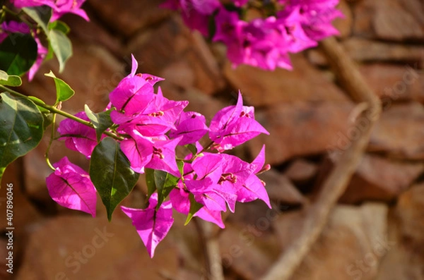 Fototapeta Pink flowers on a stone wall background