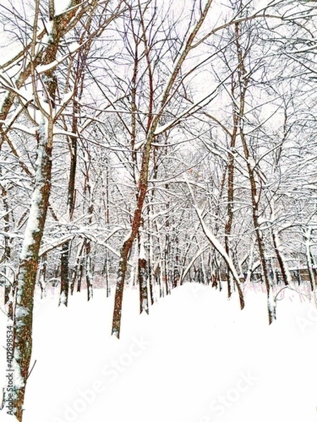 Obraz snow covered trees