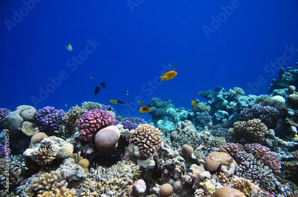 Fototapeta The underwater world of the Red Sea: colorful fish and corals