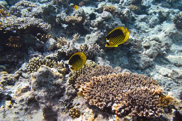 Fototapeta Two black-yellow fish on the background of the Red Sea corals