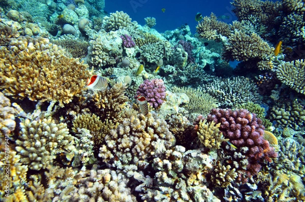 Fototapeta The underwater world of the Red Sea: colorful fish and corals