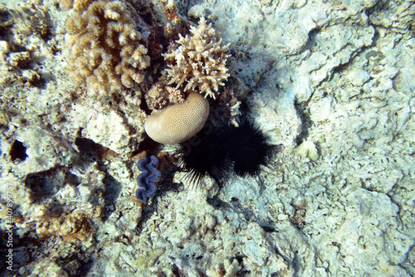 Fototapeta Sea urchins at the bottom of the Red Sea