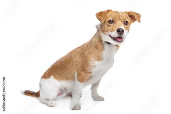 Fototapeta mixed breed dog