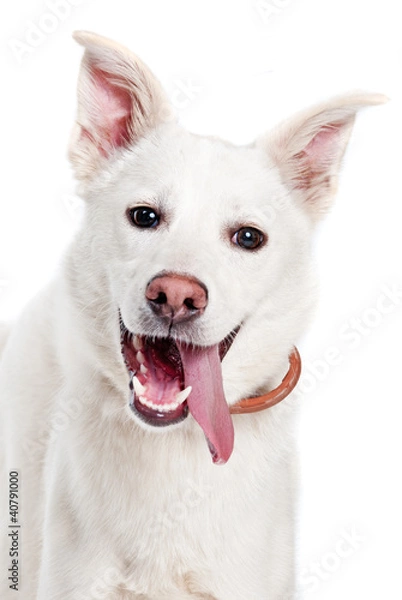 Obraz White dog look in camera on white background