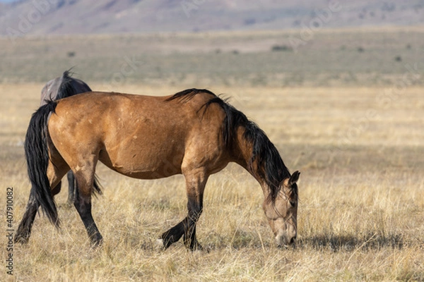 Fototapeta Majestic Wild Horse in Spring in the Utah Desert