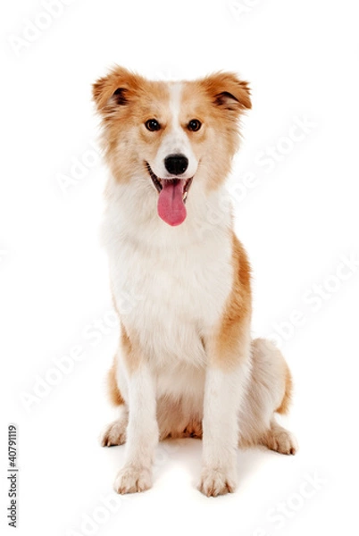 Obraz Red dog look in camera on white background