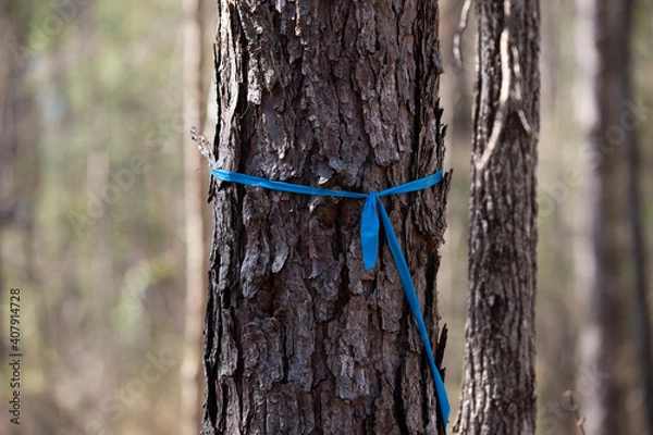 Obraz Blue Ribbon Marking a Tree