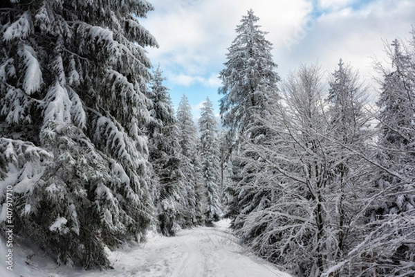 Obraz Winterwanderweg im Schwarzwald
