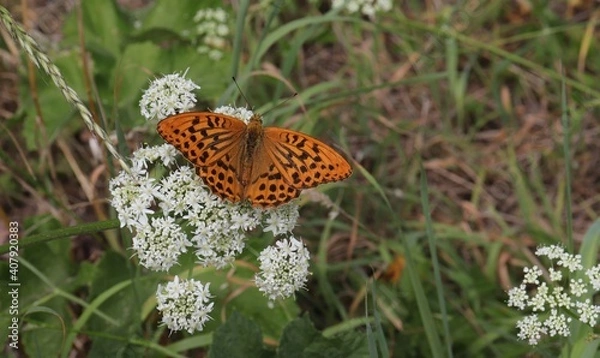 Fototapeta Les ailes déployées