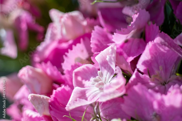 Obraz The beautiful lily flower was taken with macro photography technique as a close-up. sweet william flower. 