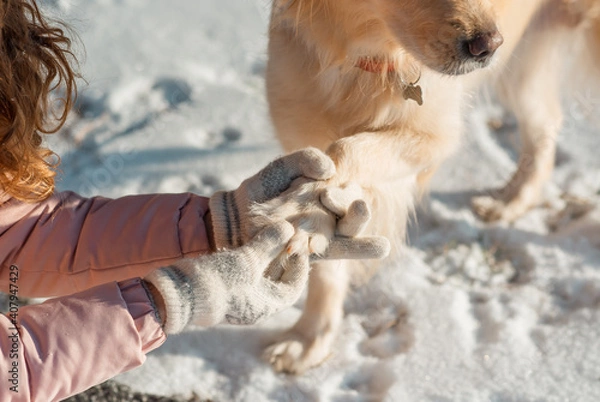 Fototapeta Owner helps her lovely dog Golden retriever to clear the paws. The dog's paws freeze in winter and the snow is clogged. A girl warms the paws of a dog who is frozen. Friendship, pet and human. Care ab