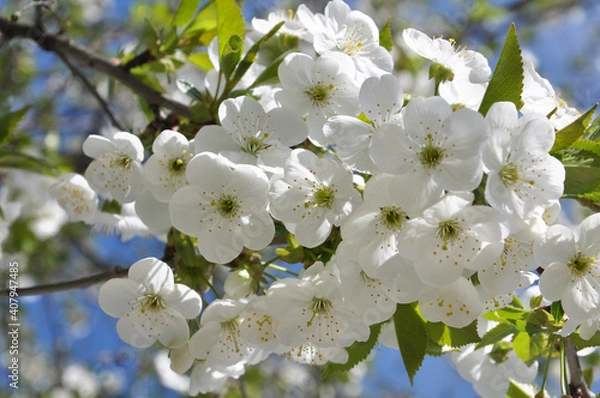 Fototapeta Spring cherry blossom