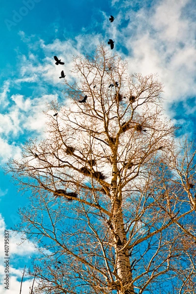 Obraz rooks Have Arrived