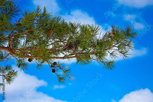 Obraz pine branch