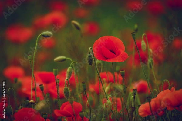 Fototapeta Beautiful red poppies on a summer field. Opium flowers, wild field. Summer background.