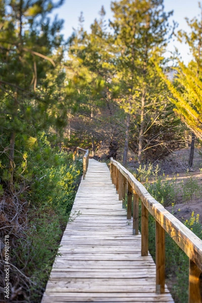 Fototapeta An idyllic wooden path surrounded by the forest trees. Going back to nature in an awe natural landscape. Following the path to an amazing scenery inside the wood