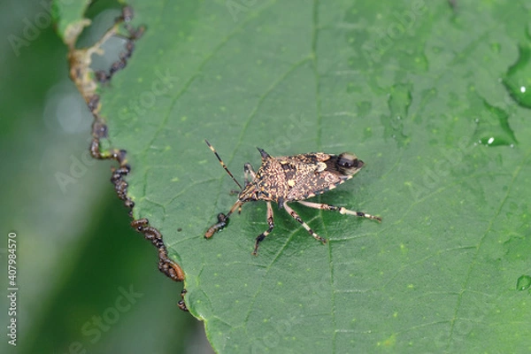Fototapeta キシモフリクチブトカメムシ（沖縄県・石垣島）
