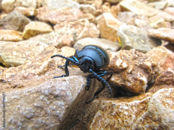 Fototapeta scarabee