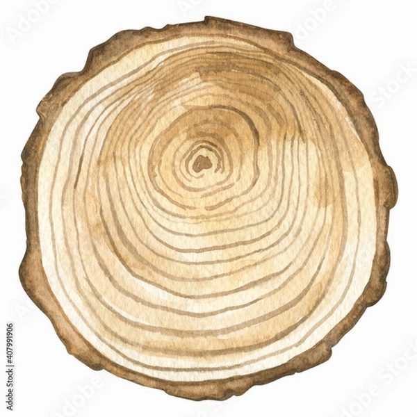 Fototapeta Isolated watercolor element. A section of a tree. The print is used for packaging design, fabric.