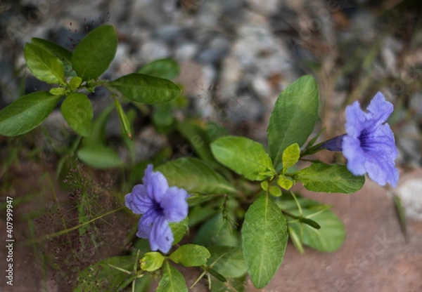 Obraz flowers in the garden