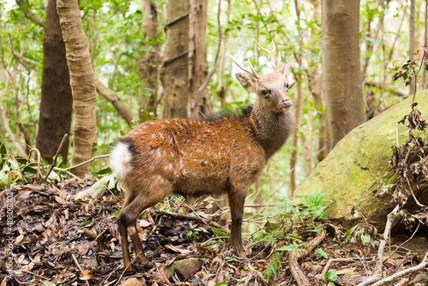 Obraz 屋久鹿