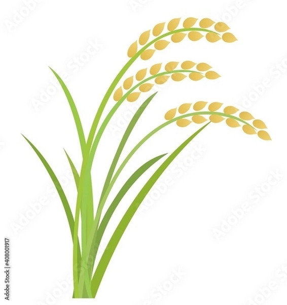 Fototapeta 稲　稲穂